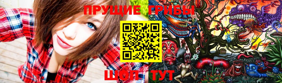 Псилоцибиновые грибы Psilocybe Новосибирск